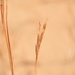 Sand Bluestem - Photo (c) Aidan Campos, some rights reserved (CC BY-NC), uploaded by Aidan Campos