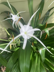 Hymenocallis littoralis
