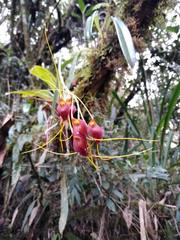 Masdevallia sceptrum
