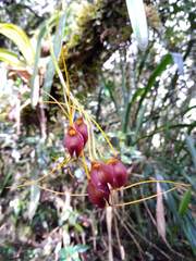 Masdevallia sceptrum