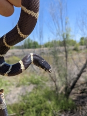 Lampropeltis californiae