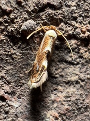 Philonome clemensella