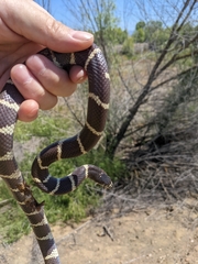 Lampropeltis californiae