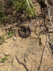 Lampropeltis californiae