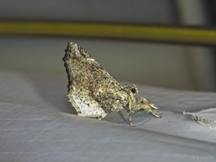 Masca abactalis