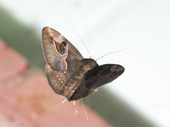Ommatophora luminosa