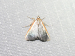 Pylartes subcostalis