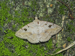 Ugia signifera