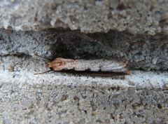 Leptocroca sanguinolenta