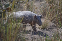 Cabassous unicinctus