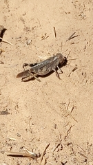 Psoloessa delicatula