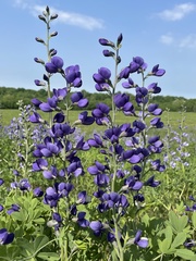 Baptisia australis aberrans