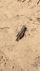 Psoloessa delicatula