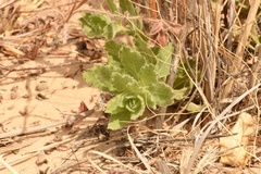Oenothera cinerea cinerea