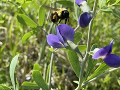 Baptisia australis aberrans
