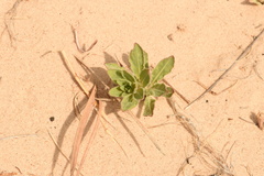 Oenothera cinerea cinerea
