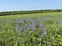 Baptisia australis aberrans