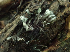 Thelephora penicillata