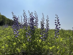 Baptisia australis aberrans