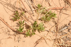 Oenothera cinerea cinerea