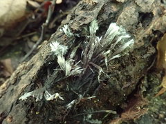 Thelephora penicillata