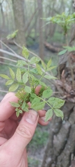 Fraxinus pennsylvanica lanceolata
