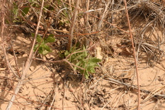 Oenothera cinerea cinerea