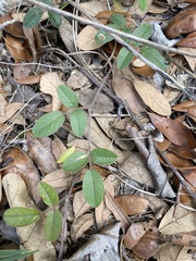 Galactia floridana