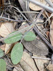Galactia floridana