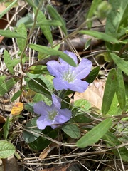 Ruellia ciliosa