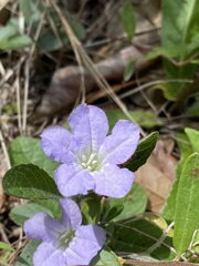 Ruellia ciliosa