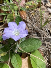 Ruellia ciliosa