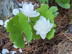 Sanguinaria