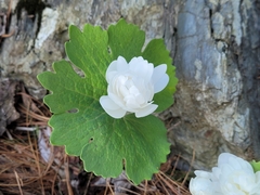 Sanguinaria
