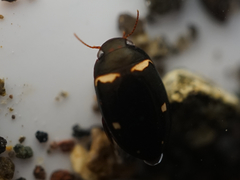 Platambus pictipennis