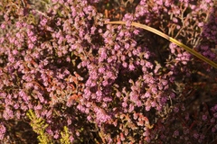 Erica globiceps consors