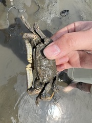 Macrophthalmus japonicus