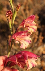 Gladiolus guthriei