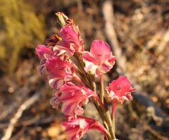 Gladiolus guthriei