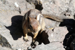 Callospermophilus lateralis chrysodeirus