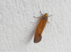 Delexocha ochrocausta