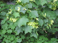 Acer pictum ambiguum