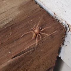 Araneae