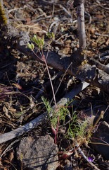 Lomatium congdonii