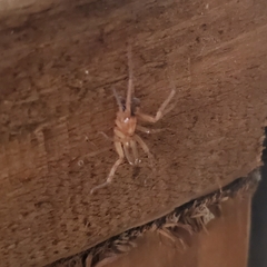 Araneae