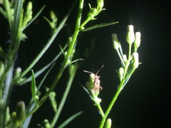 Stictopleurus minutus