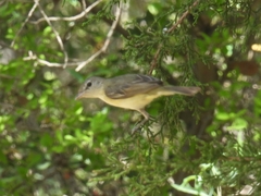 Vireo bellii