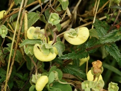 Calceolaria tripartita
