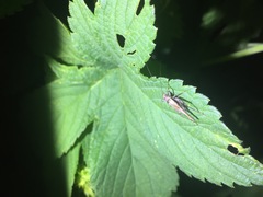 Svistella bifasciata