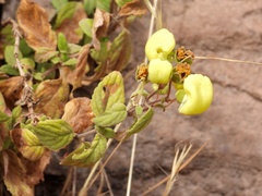 Calceolaria tripartita
